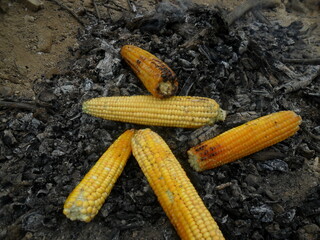 Corn cobs roasting on a campfire