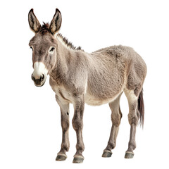 Fototapeta premium Playful donkey standing against a white backdrop in studio