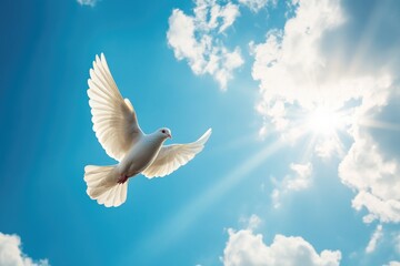Fototapeta premium White dove flying in sunny blue sky symbolizing hope and peace