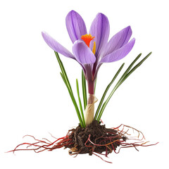 Naklejka premium A vibrant purple crocus flower emerging from rich soil with green foliage in springtime daylight