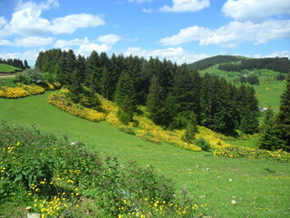 meadow with flowers and mountains