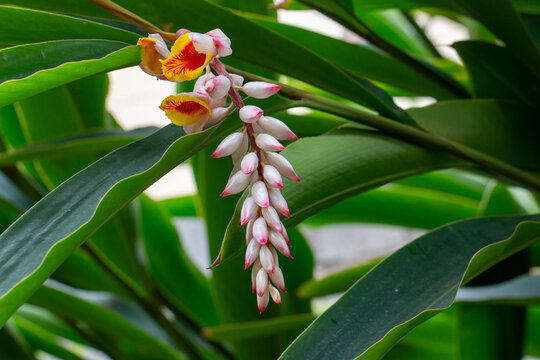 Flor da col&ocirc;nia (Alpinia speciosa ou Alpinia Zerumbet). No Brasil &eacute; encontrada em v&aacute;rias regi&otilde;es, com os nomes populares Azucena-de-porcelana, gengibre-concha, alp&iacute;nia e flor de cera.