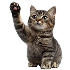 Obraz premium Cute tabby kitten raising paw, playful baby cat portrait, gray striped domestic feline for pet care and adoption design isolated PNG with Transparent Background