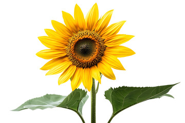 Naklejka premium Bright sunflower with vibrant yellow petals and green leaves, isolated on a white background.