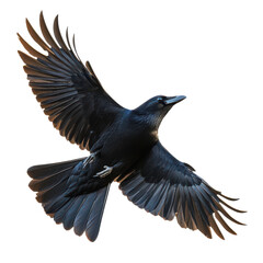 Obraz premium Majestic raven soaring gracefully against a pale sky