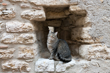 Gatto grigio seduto in un anfratto delle mura di un castello in rovina