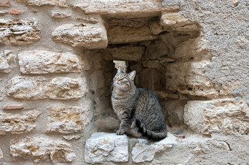 Gatto grigio seduto in un anfratto delle mura di un castello in rovina