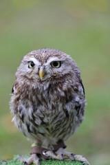 bird of prey called an owl with almost squinting eyes that scans its territory with its yellow beak and the blurred green background