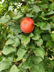 red apples on a branch