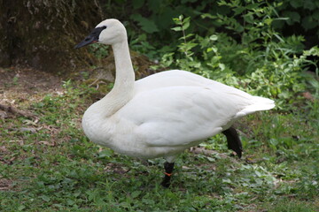 white swan on the lake