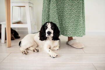 A white spaniel dog is lying at the feet of its owner