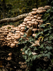  Cluster Of Armillaria Ostoyae Mushrooms Growing On A Mossy Forest Floor Near A Tree Trunk: A Serene Scene Of Natural Fungus Growth In The Woods Of Bavaria, Germany