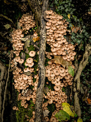  Cluster Of Armillaria Ostoyae Mushrooms Growing On A Mossy Forest Floor Near A Tree Trunk: A Serene Scene Of Natural Fungus Growth In The Woods Of Bavaria, Germany