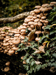  Cluster Of Armillaria Ostoyae Mushrooms Growing On A Mossy Forest Floor Near A Tree Trunk: A Serene Scene Of Natural Fungus Growth In The Woods Of Bavaria, Germany