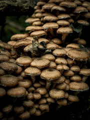  Cluster Of Armillaria Ostoyae Mushrooms Growing On A Mossy Forest Floor Near A Tree Trunk: A Serene Scene Of Natural Fungus Growth In The Woods Of Bavaria, Germany