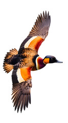 Obraz premium White Faced Whistling Duck on Transparent Background PNG, Pattern Background, Wallpaper, Cover and Screen of Smartphone, PC, Laptop, Transparent PNG