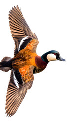 Obraz premium White Faced Whistling Duck on Transparent Background PNG, Pattern Background, Wallpaper, Cover and Screen of Smartphone, PC, Laptop, Transparent PNG