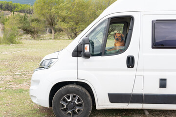 funny dog driving a big white camper van through a green forest, family tourism. zero alcohol at the wheel responsible driver. pet humor