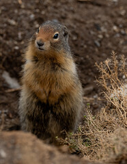 curious squirrel