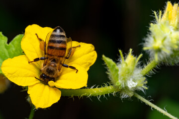 bee on flower