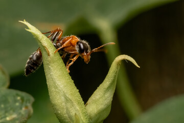 and on the top of a leaf