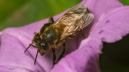 bee on a flower