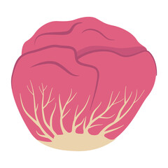 Red radicchio salad.Red leaf salad. Italian chicory.Purplish red bunch of radicchio.Vector illustration.Isolated on white background.