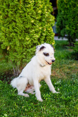 A very fluffy young homeless white dog with dark spots is napping on the lush green grass in the summer