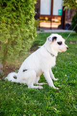 A fluffy young white dog with black markings is resting on a vibrant green lawn during the summer