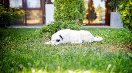 An extremely fluffy young stray white dog with black patches is lounging on a summer green lawn