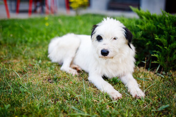 A homeless young fluffy white dog with black spots is resting on the green lawn in summer