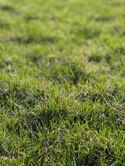 green grass texture