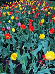 tulips in the garden