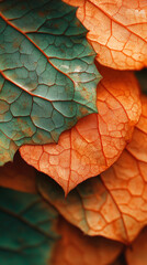 Fototapeta premium A close up of a leaf with a green stem and a brown stem