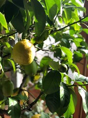 lemon on a branch