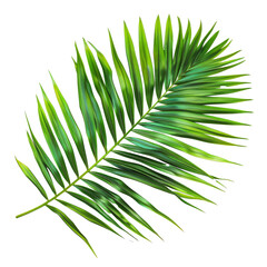 Fresh green palm leaves arranged elegantly on a clean transparent background capturing natural beauty in bright lighting