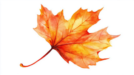 Fototapeta premium watercolor illustration of one single orange autumn fall maple leaf isolated on white background 