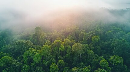 Aerial view of a dense rainforest with fog and sunlight shining through the canopy.