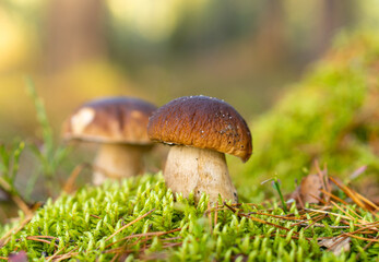 borowik szlachetny © Marek