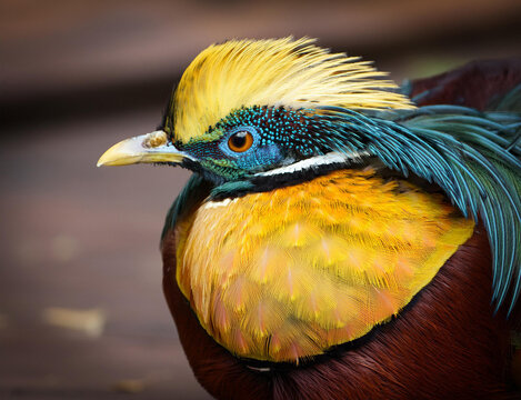 Bunter Paradiesvogel mit langen Federn am Kopf