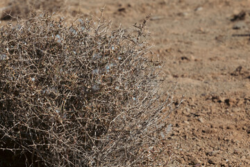 Centaurea spinosa in details during the dry season.