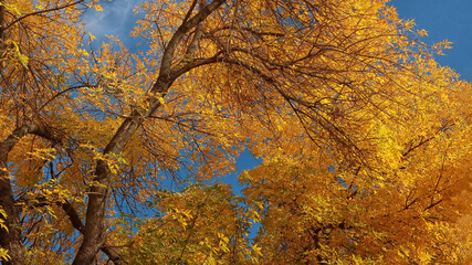 Golden autumn leaves on tree tops against blue sky. Colors of autumn
