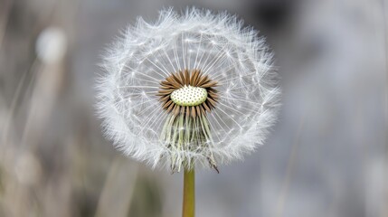 Close-up of a dandelion seed head with white fluffy seeds.