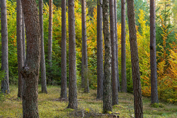 Obraz premium las sosnowy jesienią