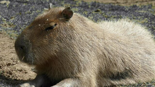 The capybara sleeps
