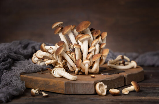 Fresh raw brown poplar mushrooms or velvet pioppini mushrooms on dark wood closeup
