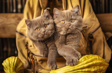 Cinnamom Brüder auf REisen - niedliche Britisch Kurzhaar Kitten 