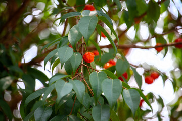 Pitanga (eugenia uniflora) é o fruto da pitangueira, dicotiledônea da família das mirtaceae.	
