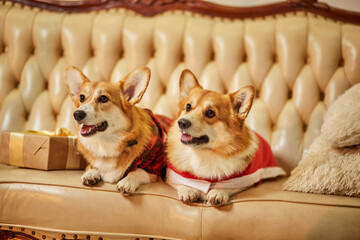 Two cute red-white welsh corgi pembroke in New Year's clothes sitting on sofa with gift boxes
