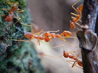 "Rangrang Ants (*Oecophylla smaragdina*) Forming a Living Bridge in Perfect Synchronization to Cross an Obstacle"